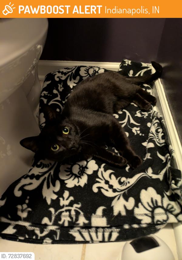 Found/Stray Male Cat last seen Michigan Rd and 77th St , Indianapolis, IN 46268