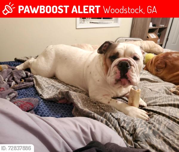 Lost Male Dog last seen He was stolen from me but he is chipped , Woodstock, GA 30066