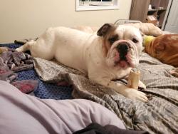 Lost Male Dog last seen He was stolen from me but he is chipped , Woodstock, GA 30066