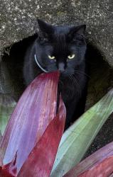 Lost Male Cat last seen The Trails - Shady Branch Trail, Ormond Beach, FL 32174
