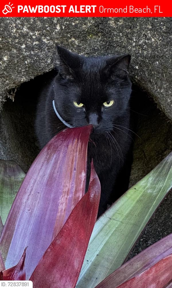 Lost Male Cat last seen The Trails - Shady Branch Trail, Ormond Beach, FL 32174