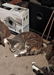 Lost Female Cat last seen Huntington St. and Alabama st, Huntington Beach, CA 92648