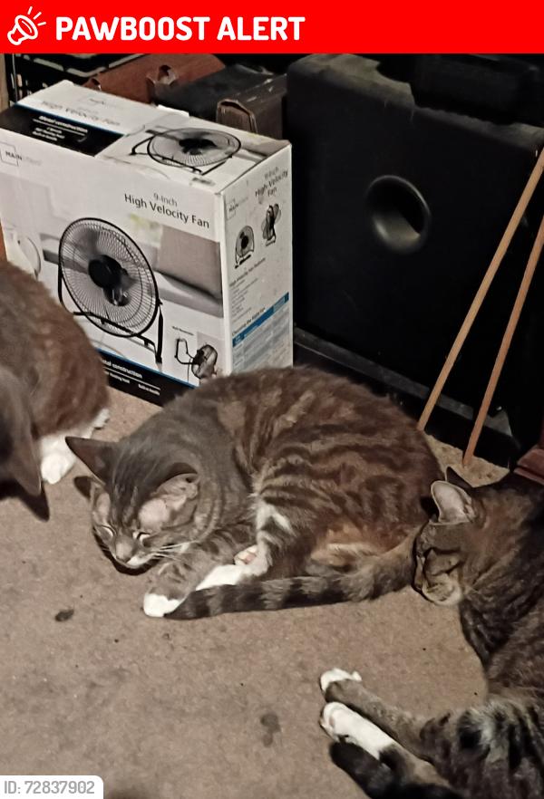 Lost Female Cat last seen Huntington St. and Alabama st, Huntington Beach, CA 92648