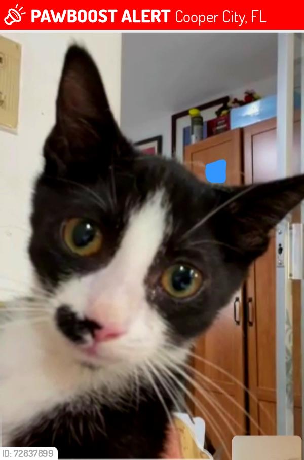 Lost Male Cat last seen Sw 53 street, Cooper City, FL 33328