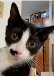Lost Male Cat last seen Sw 53 street, Cooper City, FL 33328