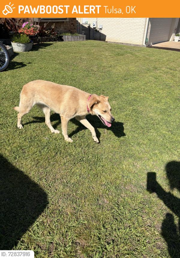 Found/Stray Female Dog last seen 61st memorial Aldi , Tulsa, OK 74133