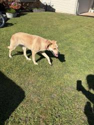 Found/Stray Female Dog last seen 61st memorial Aldi , Tulsa, OK 74133