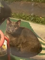 Found/Stray Unknown Cat last seen Yarbrough ave , Winston-Salem, NC 27106
