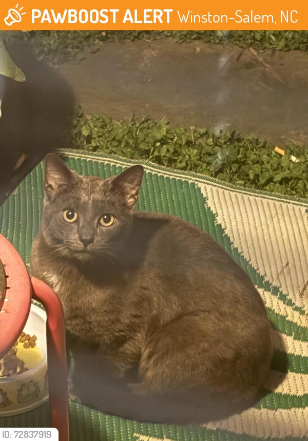 Found/Stray Unknown Cat last seen Yarbrough ave , Winston-Salem, NC 27106