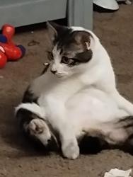 Lost Female Cat last seen 14th, and Boone St , Lacey, WA 98503