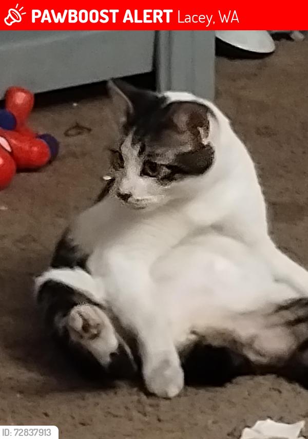Lost Female Cat last seen 14th, and Boone St , Lacey, WA 98503