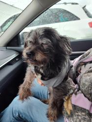 Lost Male Dog last seen Columbus st Se  Albany ore, Albany, OR 97321