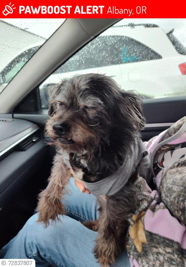 Lost Male Dog last seen Columbus st Se  Albany ore, Albany, OR 97321