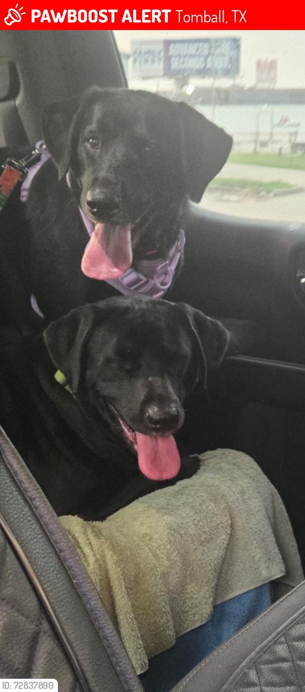 Lost Female Dog last seen Near and 2920, Tomball, TX 77377