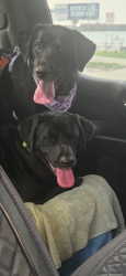 Lost Female Dog last seen Near and 2920, Tomball, TX 77377