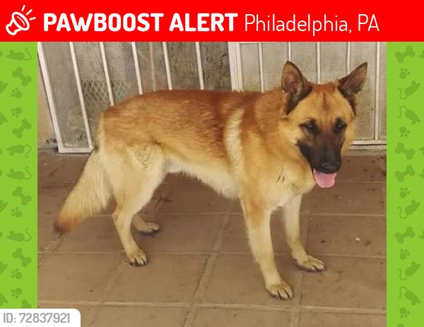 Lost Female Dog last seen Erie and I street, Philadelphia, PA 19124