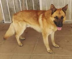 Lost Female Dog last seen Erie and I street, Philadelphia, PA 19124