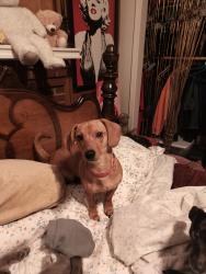 Lost Female Dog last seen Central/Mcmillian, Knoxville, TN 37917