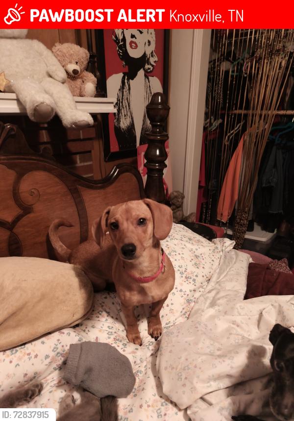 Lost Female Dog last seen Central/Mcmillian, Knoxville, TN 37917