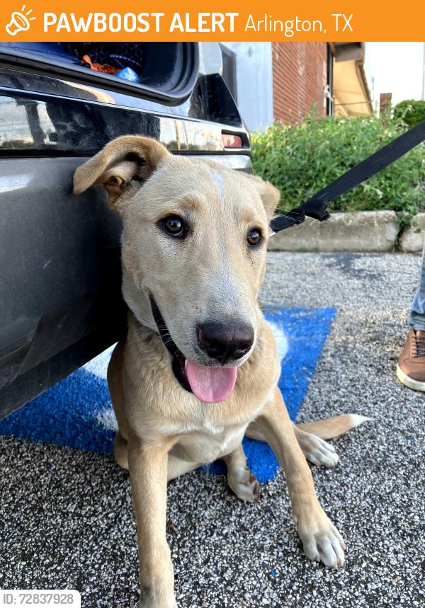 Found/Stray Male Dog last seen Division and Bowen, Arlington, TX 76012