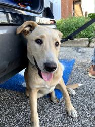 Found/Stray Male Dog last seen Division and Bowen, Arlington, TX 76012