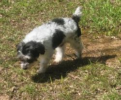 Lost Male Dog last seen River Bend Dr and Corinth , Clayton County, GA 30238