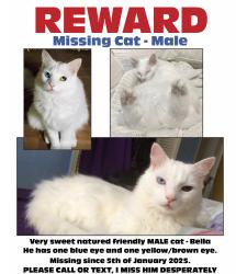 Lost Male Cat last seen Poplar/oak/Tuttle, Sarasota, FL 34237