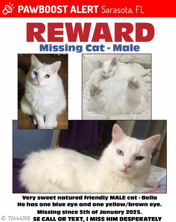 Lost Male Cat last seen Poplar/oak/Tuttle, Sarasota, FL 34237
