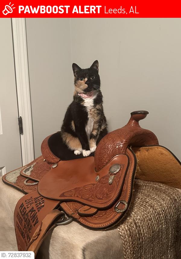 Lost Female Cat last seen Southern Trace neighborhood , Leeds, AL 35094