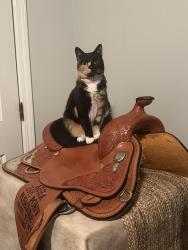 Lost Female Cat last seen Southern Trace neighborhood , Leeds, AL 35094