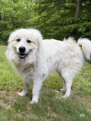 Found/Stray Male Dog last seen Near Orange Grove Rd, Hillsborough, NC 27278