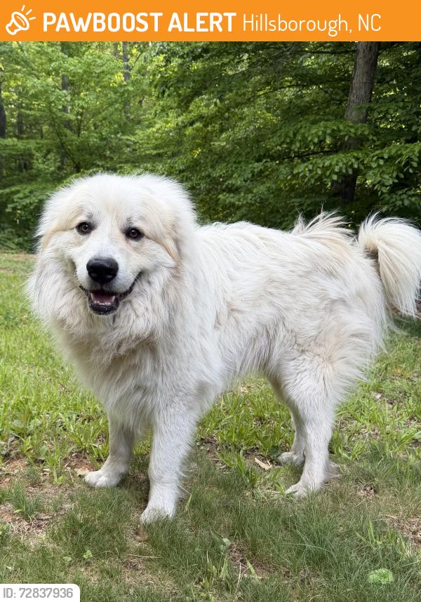 Found/Stray Male Dog last seen Near Orange Grove Rd, Hillsborough, NC 27278