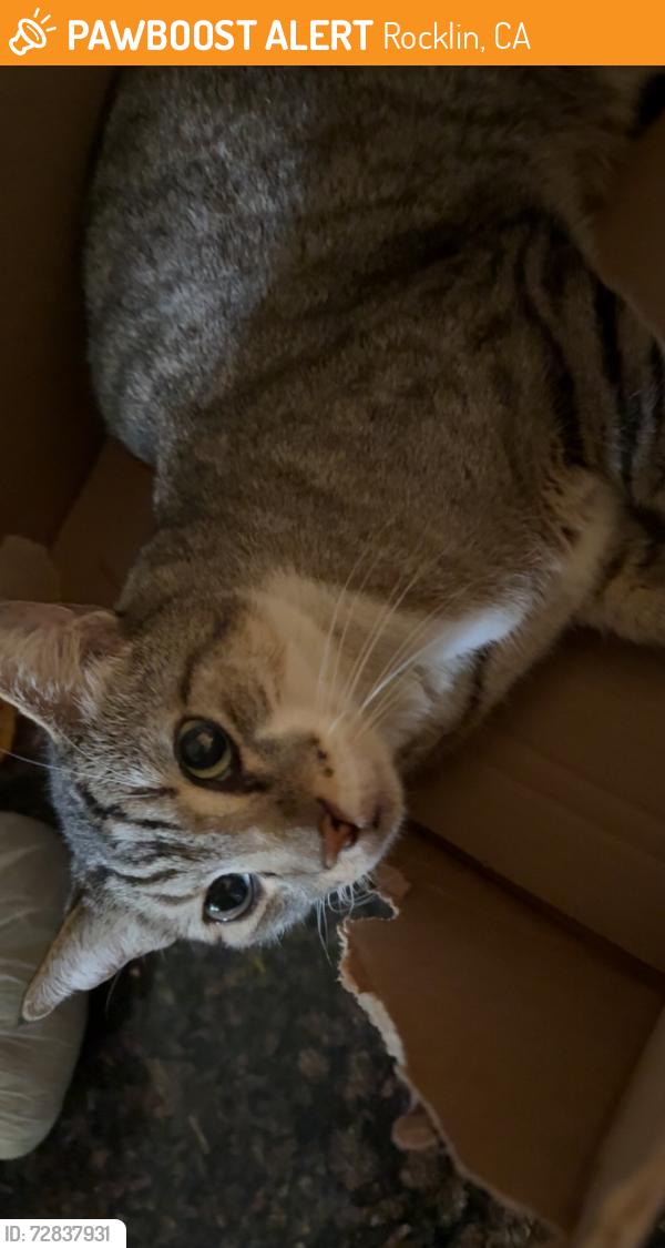 Found/Stray Male Cat last seen whitney ranch parkway near the dutch brothers, Rocklin, CA 95765