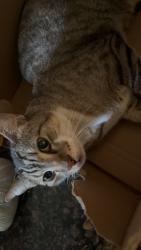 Found/Stray Male Cat last seen whitney ranch parkway near the dutch brothers, Rocklin, CA 95765