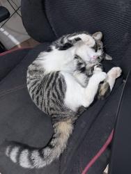 Lost Female Cat last seen mangini st, Morley, WA 6062
