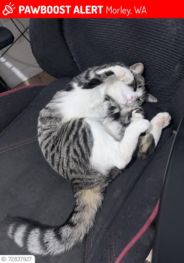 Lost Female Cat last seen mangini st, Morley, WA 6062