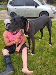 Found/Stray Unknown Dog last seen Nampa idaho, Ventura, CA 93001