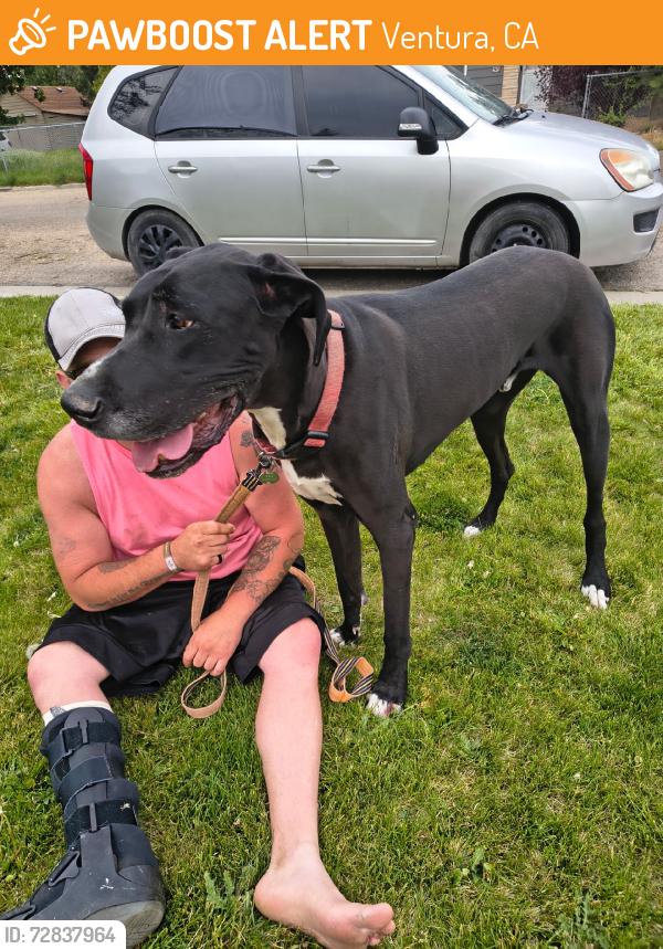 Found/Stray Unknown Dog last seen Nampa idaho, Ventura, CA 93001