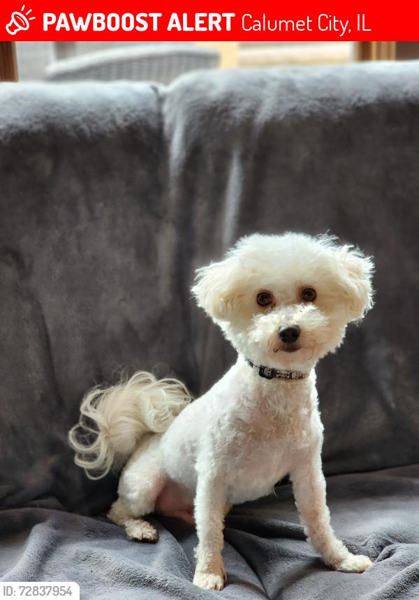 Lost Male Dog last seen State line and 172nd , Calumet City, IL 60409