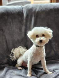 Lost Male Dog last seen State line and 172nd , Calumet City, IL 60409
