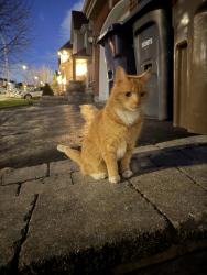 Found/Stray Unknown Cat last seen Buteau, Laval, QC H7T 0E8