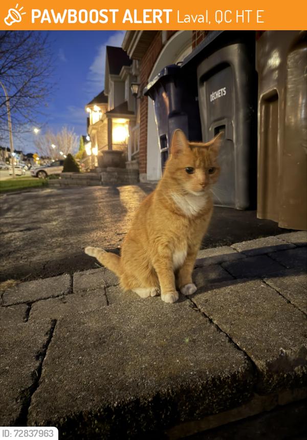 Found/Stray Unknown Cat last seen Buteau, Laval, QC H7T 0E8