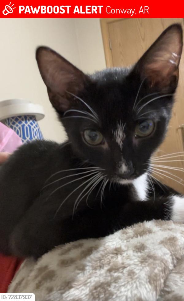 Lost Male Cat last seen 1st and 2nd apmt building , Conway, AR 72034