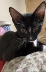 Lost Male Cat last seen 1st and 2nd apmt building , Conway, AR 72034