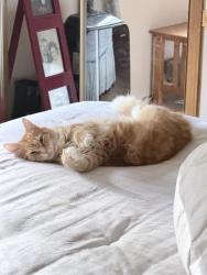 Lost Male Cat last seen Boon Rd, Oak Harbor, WA 98277