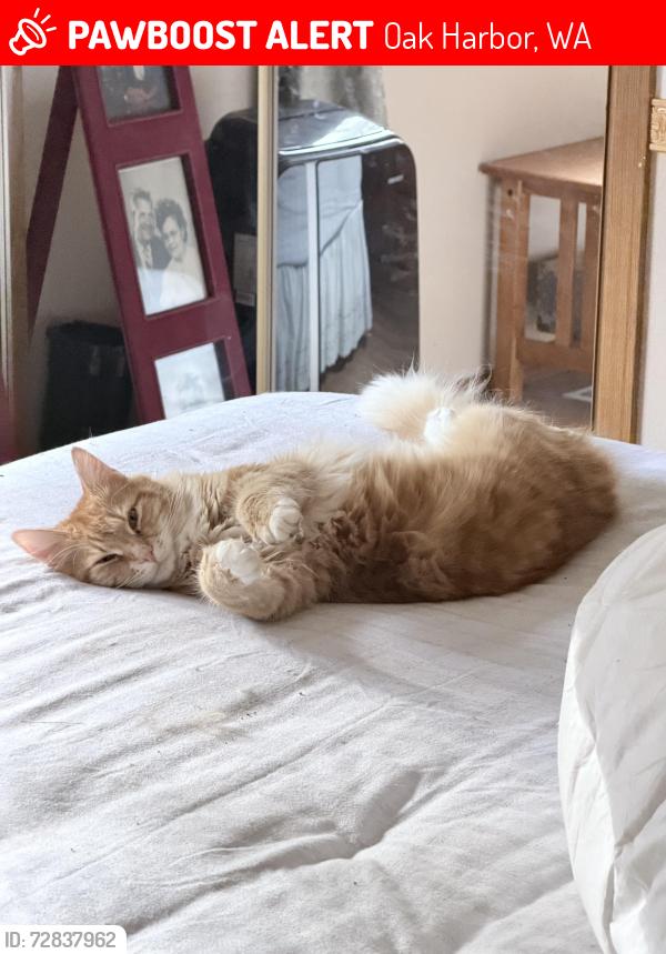 Lost Male Cat last seen Boon Rd, Oak Harbor, WA 98277