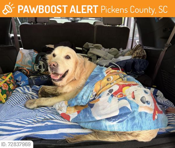 Found/Stray Female Dog last seen Table Rock State Park Hwy 11, Pickens County, SC 29671