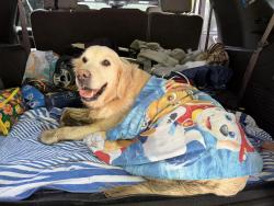 Found/Stray Female Dog last seen Table Rock State Park Hwy 11, Pickens County, SC 29671