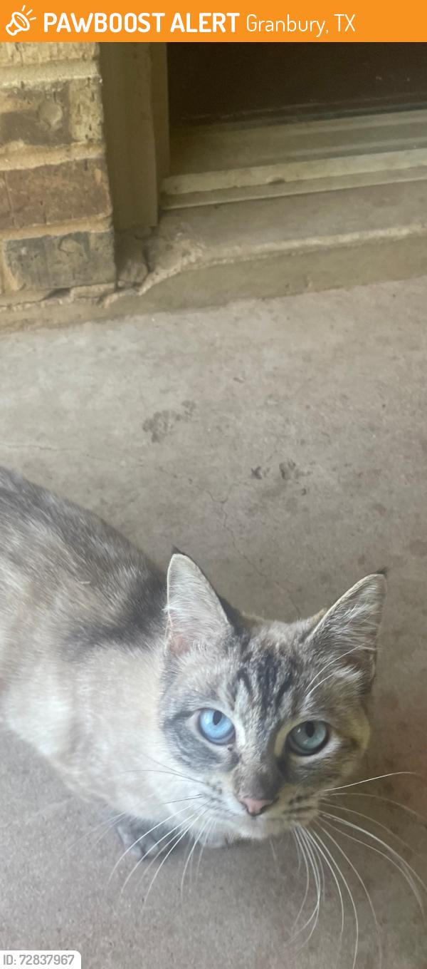 Found/Stray Female Cat last seen Granbury Historic District, Granbury, TX 76048