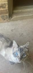 Found/Stray Female Cat last seen Granbury Historic District, Granbury, TX 76048